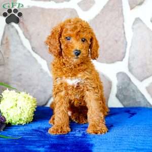 Jasper, Miniature Poodle Puppy