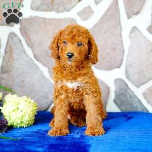 Jasper, Miniature Poodle Puppy