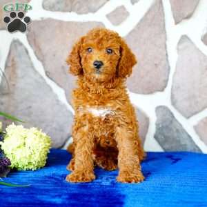 Jasper, Miniature Poodle Puppy