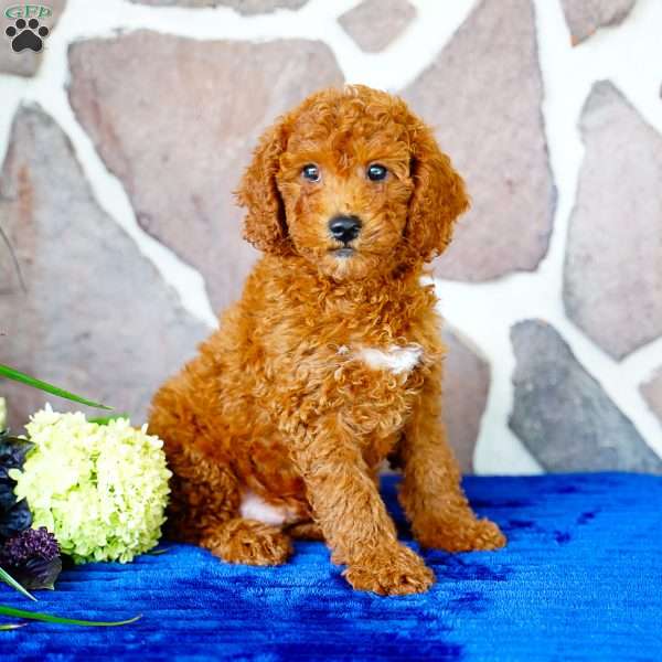 Jasper, Miniature Poodle Puppy