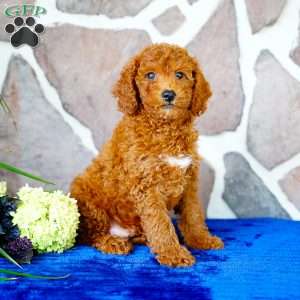 Jasper, Miniature Poodle Puppy