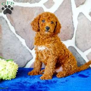 Jasper, Miniature Poodle Puppy
