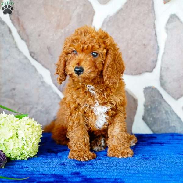 Justin, Miniature Poodle Puppy
