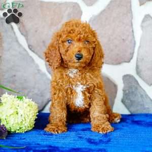 Justin, Miniature Poodle Puppy
