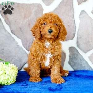 Justin, Miniature Poodle Puppy