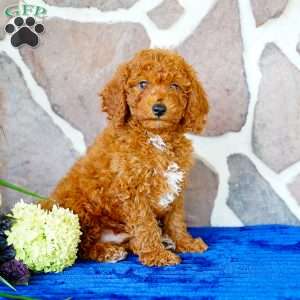 Justin, Miniature Poodle Puppy