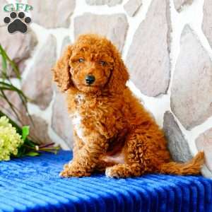 Justin, Miniature Poodle Puppy