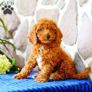 Justin, Miniature Poodle Puppy
