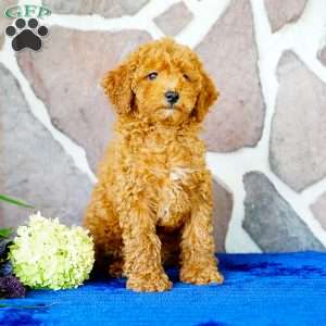 Jennifer, Miniature Poodle Puppy
