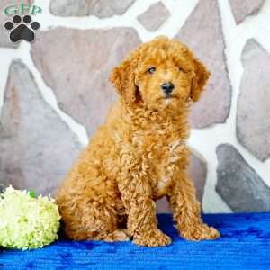 Jennifer, Miniature Poodle Puppy