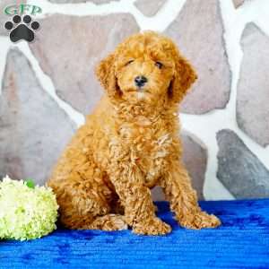 Jennifer, Miniature Poodle Puppy