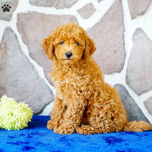 Jennifer, Miniature Poodle Puppy
