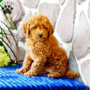 Jennifer, Miniature Poodle Puppy