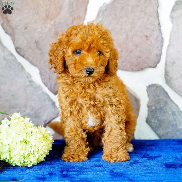Jade, Miniature Poodle Puppy