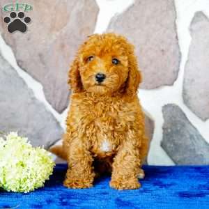 Jade, Miniature Poodle Puppy