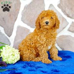 Jade, Miniature Poodle Puppy