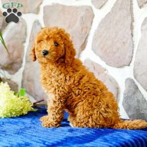 Jade, Miniature Poodle Puppy