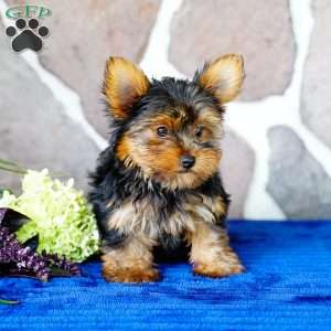 Henry, Yorkie Puppy