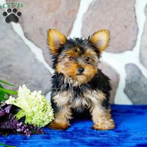 Henry, Yorkie Puppy
