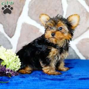 Henry, Yorkie Puppy