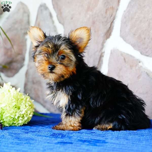 Henry, Yorkie Puppy