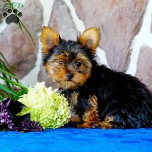 Henry, Yorkie Puppy