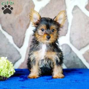 Harley, Yorkie Puppy