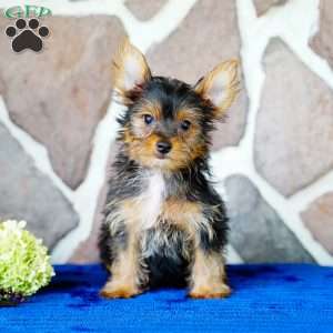 Harley, Yorkie Puppy