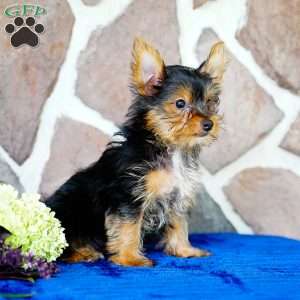 Harley, Yorkie Puppy