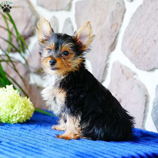 Harley, Yorkie Puppy