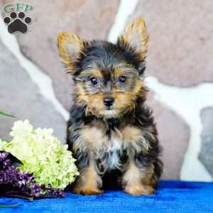 Isabelle, Yorkie Puppy