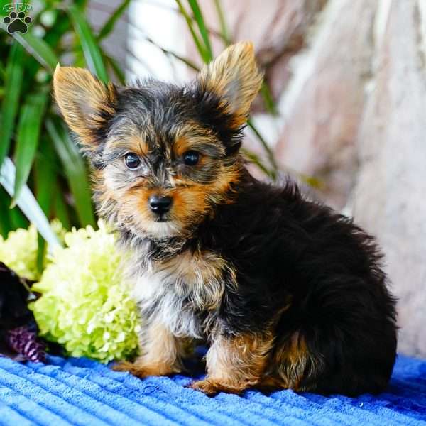 Isabelle, Yorkie Puppy