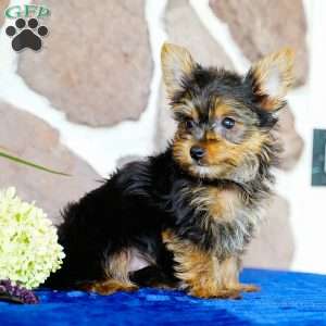 Isabelle, Yorkie Puppy