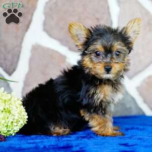 Isabelle, Yorkie Puppy