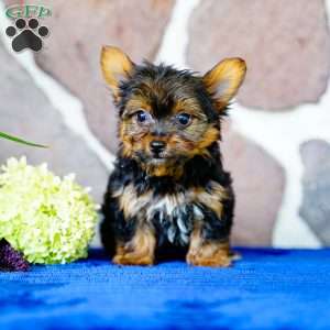 Ivan, Yorkie Puppy