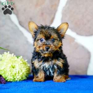 Ivan, Yorkie Puppy