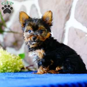 Ivan, Yorkie Puppy