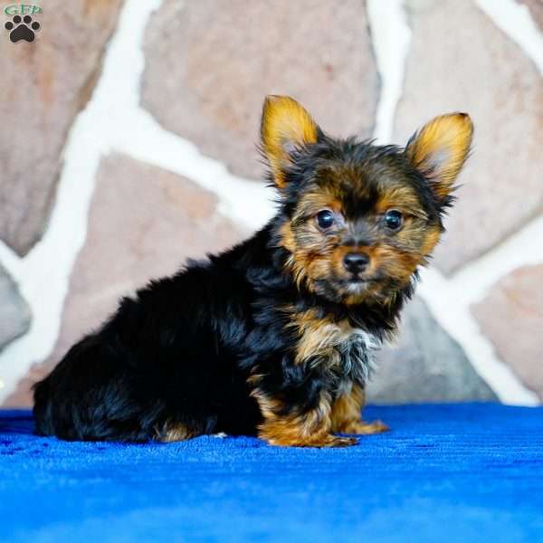 Ivan, Yorkie Puppy