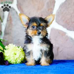 Irwin, Yorkie Puppy