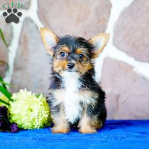 Irwin, Yorkie Puppy