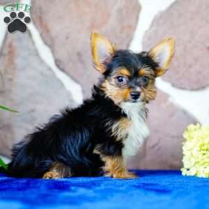 Irwin, Yorkie Puppy