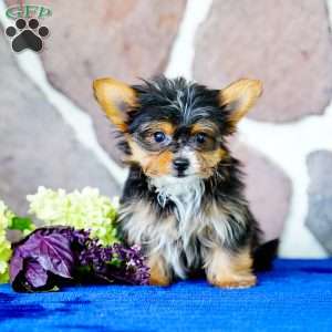 Ike, Yorkie Puppy