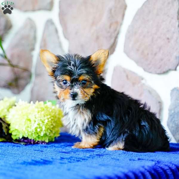 Ike, Yorkie Puppy