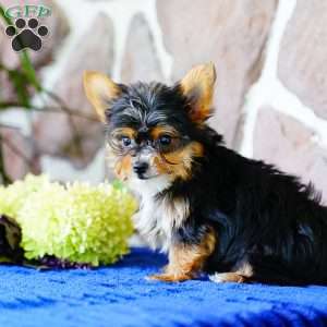 Ike, Yorkie Puppy