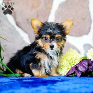Ike, Yorkie Puppy