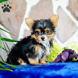 Ike, Yorkie Puppy