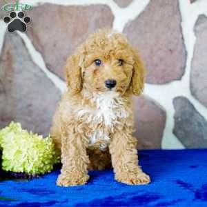 Kevin, Miniature Poodle Puppy