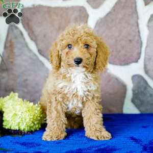 Kevin, Miniature Poodle Puppy