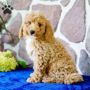 Kevin, Miniature Poodle Puppy