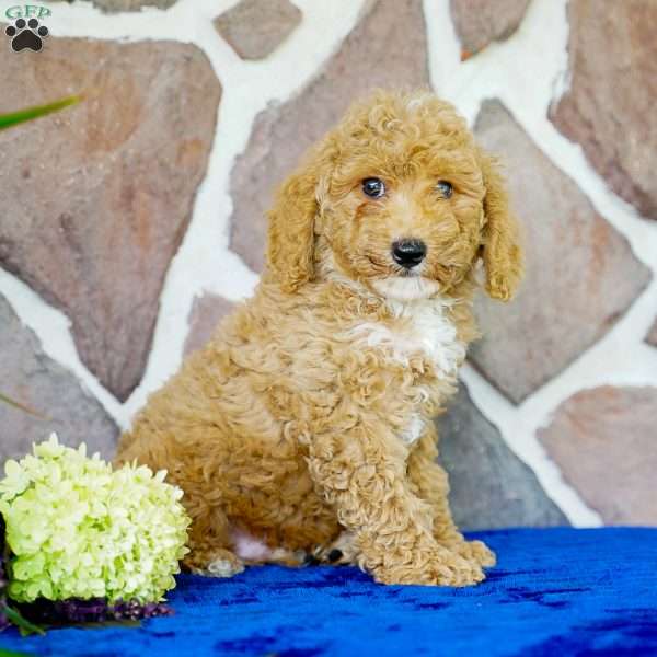 Kevin, Miniature Poodle Puppy